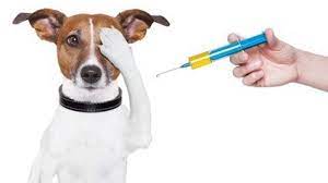 Očkovanie psov proti besnote 30.4.2024 1